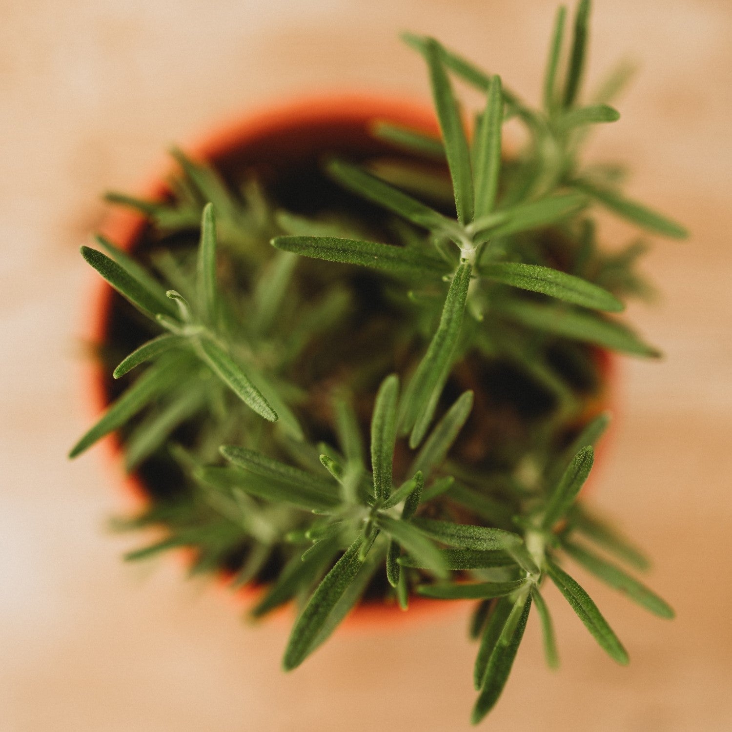 Rosemary Companions - Thresh Seed Co.
