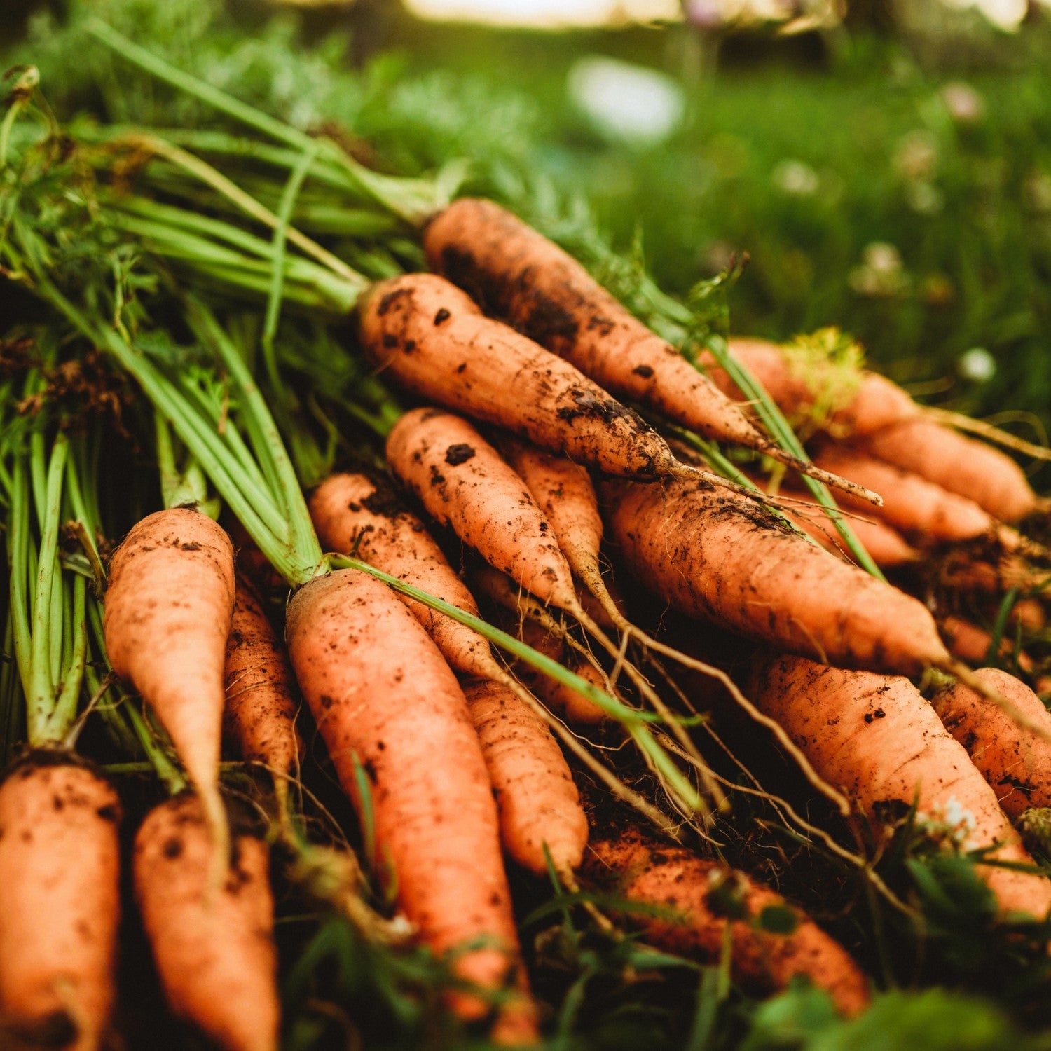 Root Vegetables