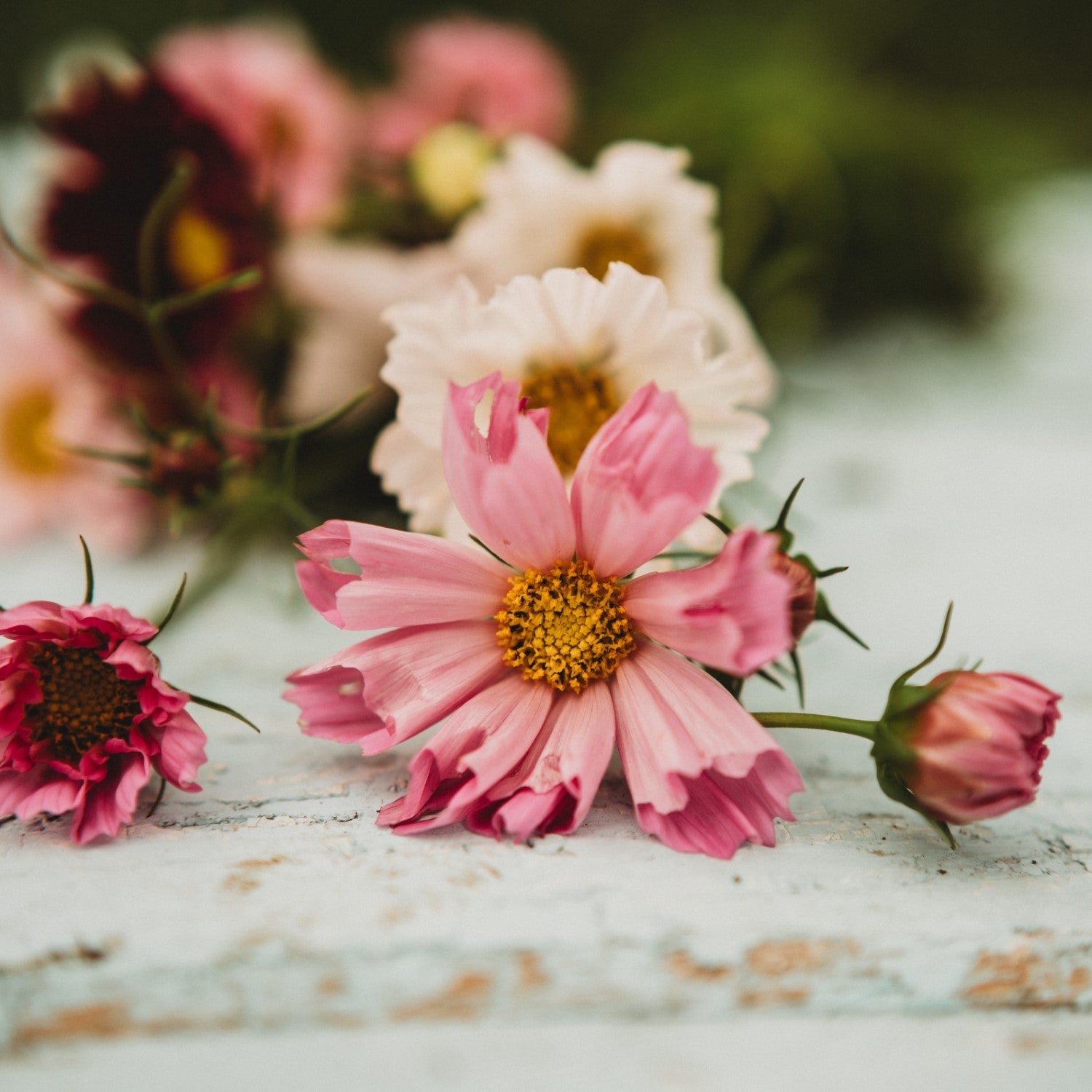 Cosmos