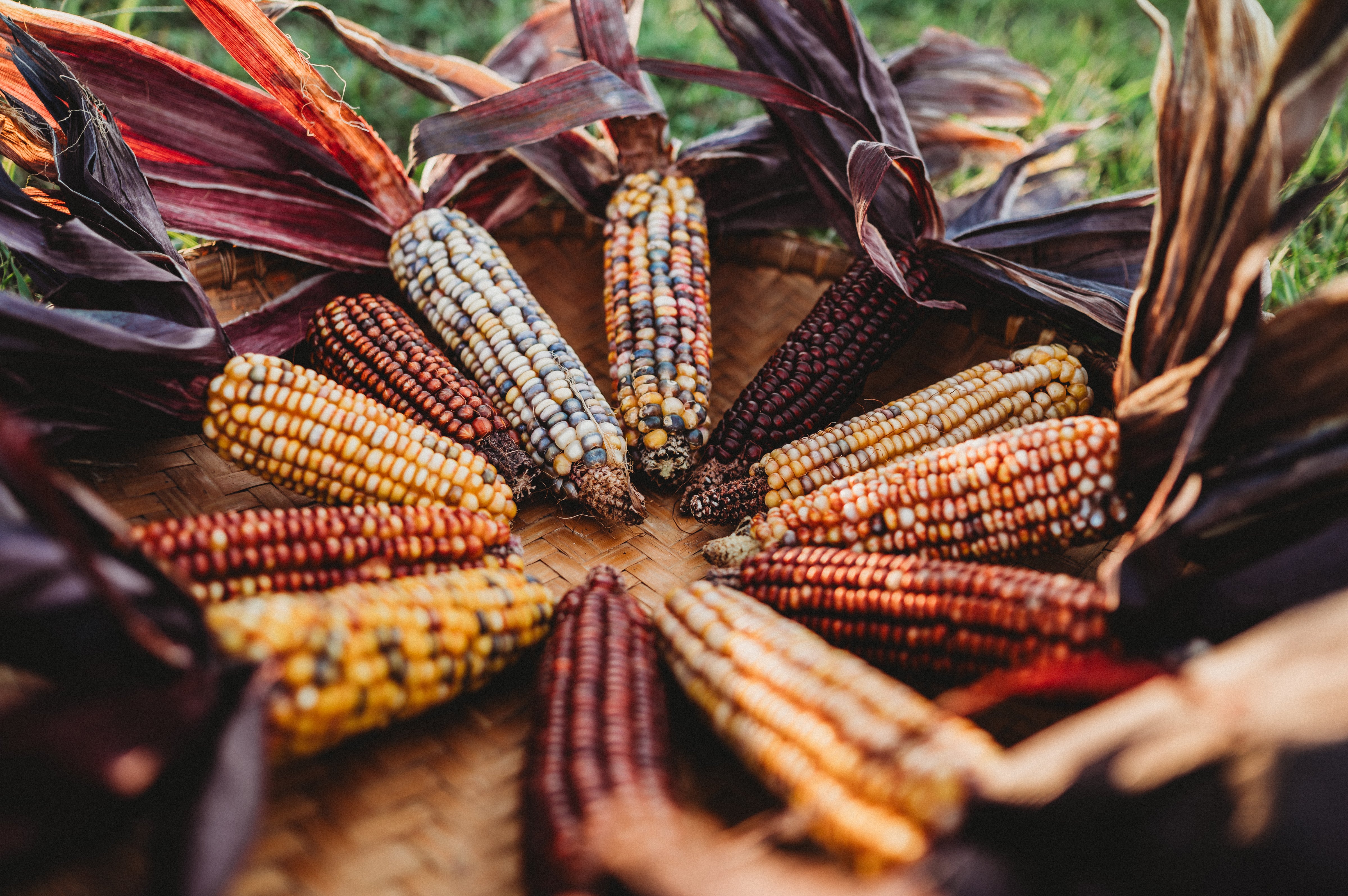 Native American Corn Tagged 