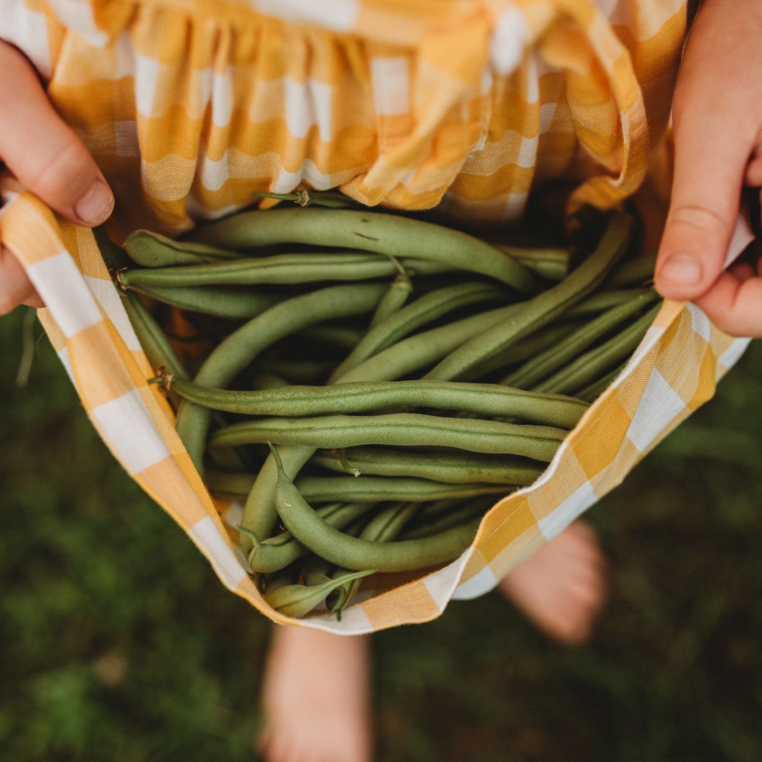 Bush Beans