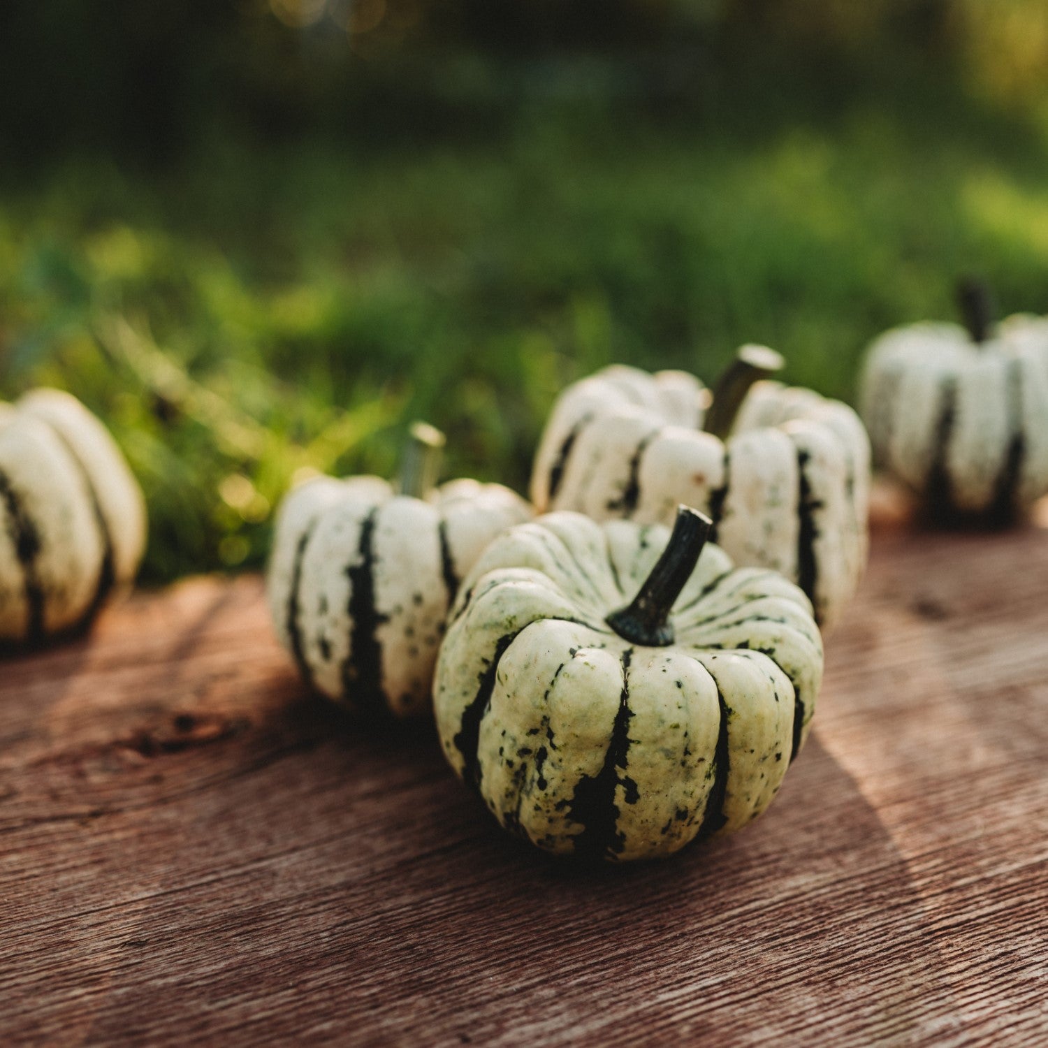 Squash Companions