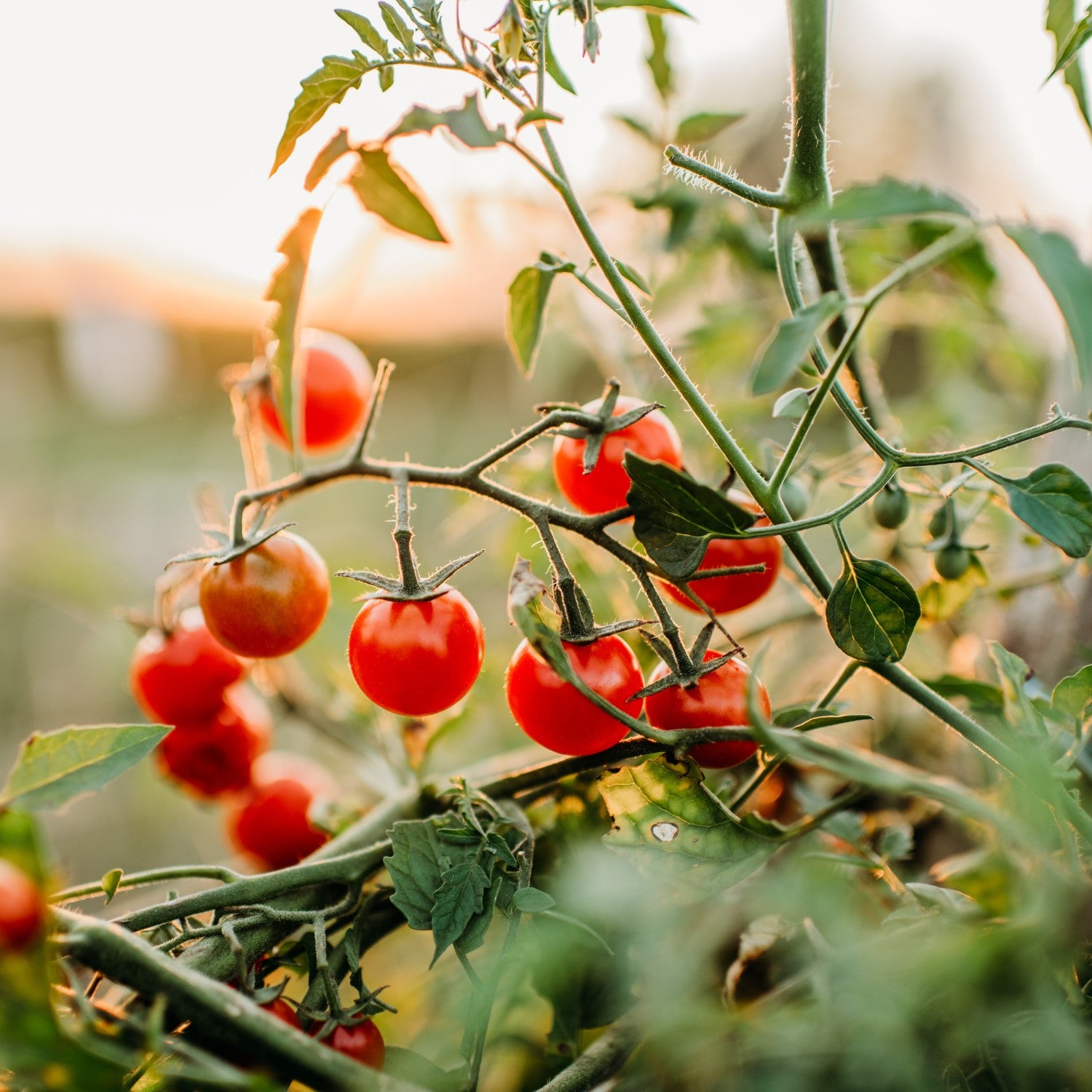 Cherry Tomatoes