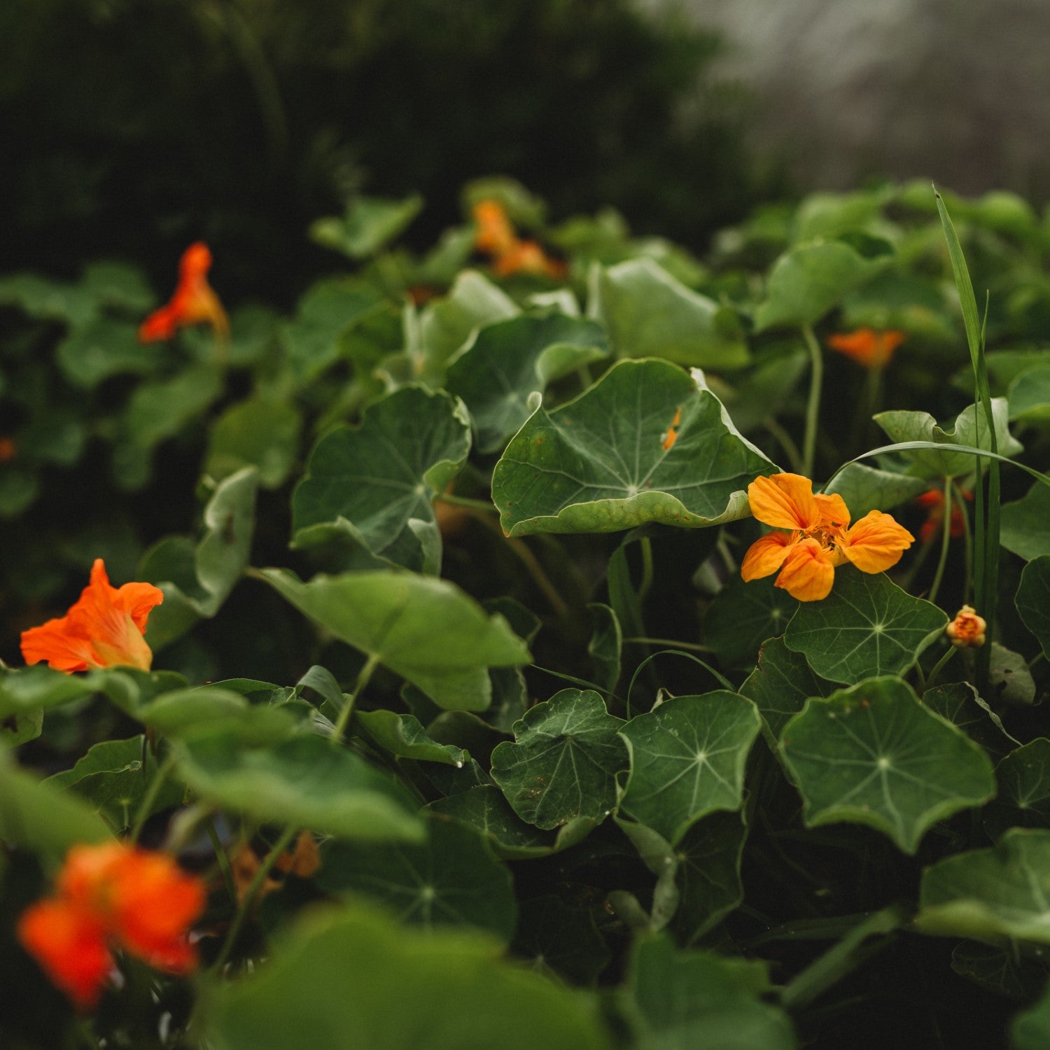Nasturtium Companions
