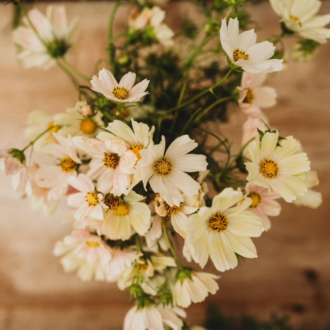 Cosmos Companions