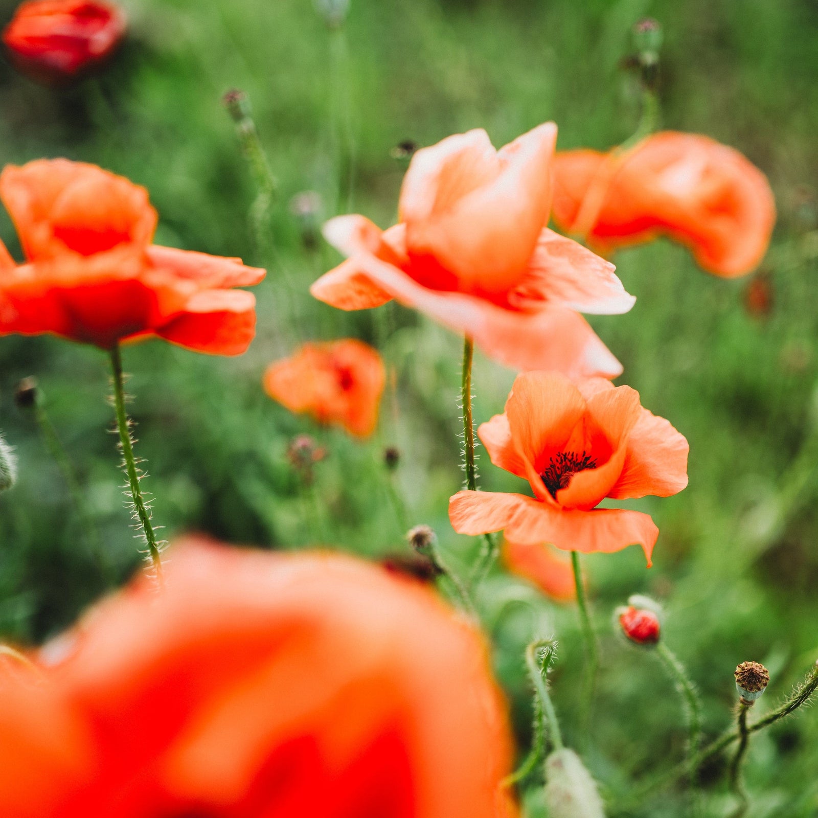 Corn Poppy Companions