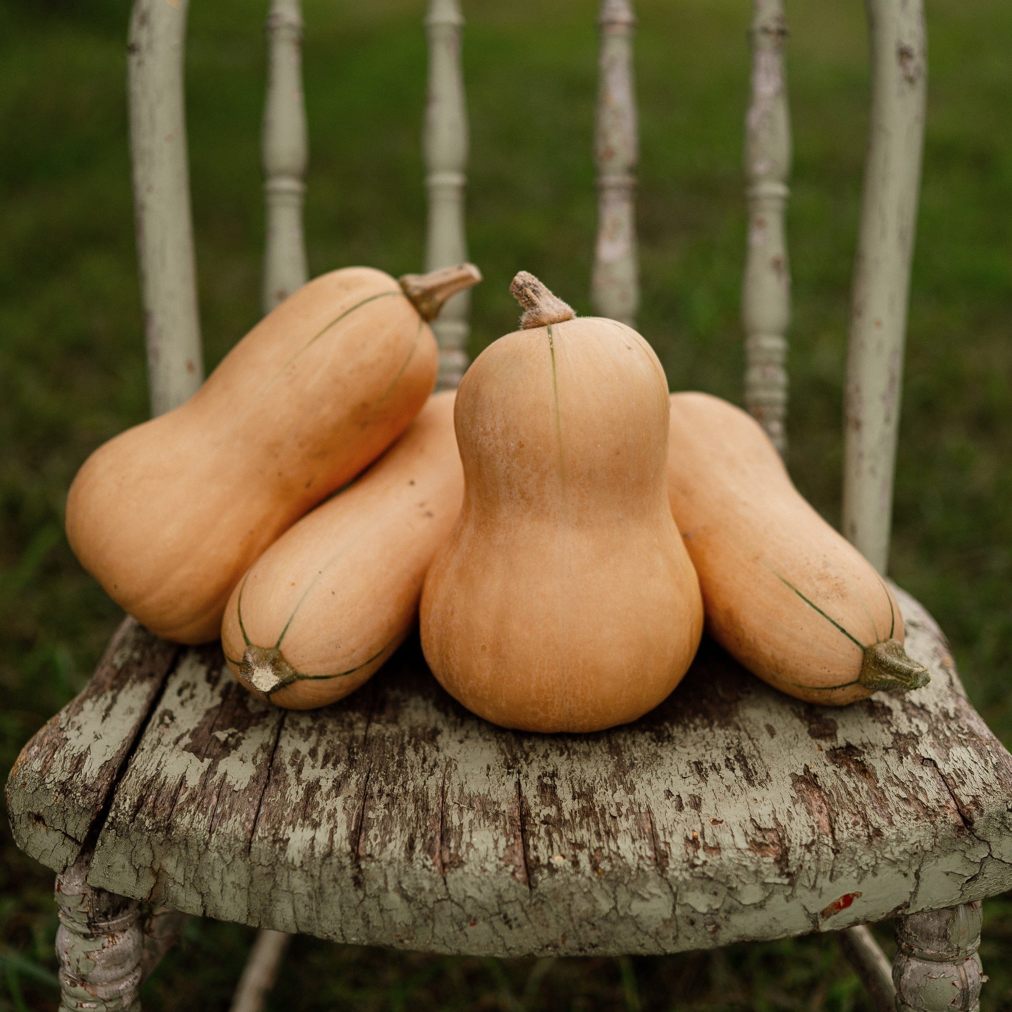 Bush Squash