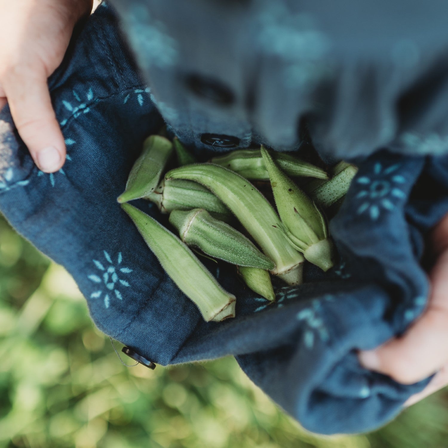 Okra