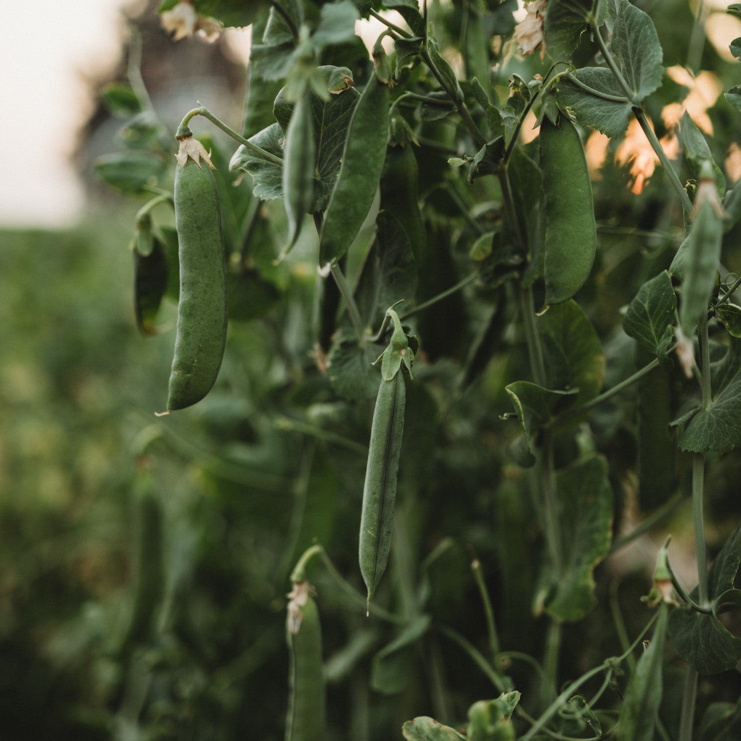 Spring Vegetables