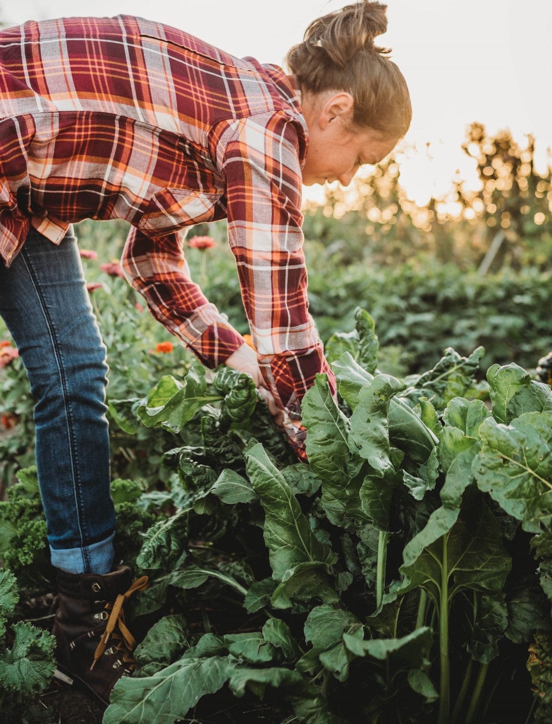 Woman harvesting vegetables