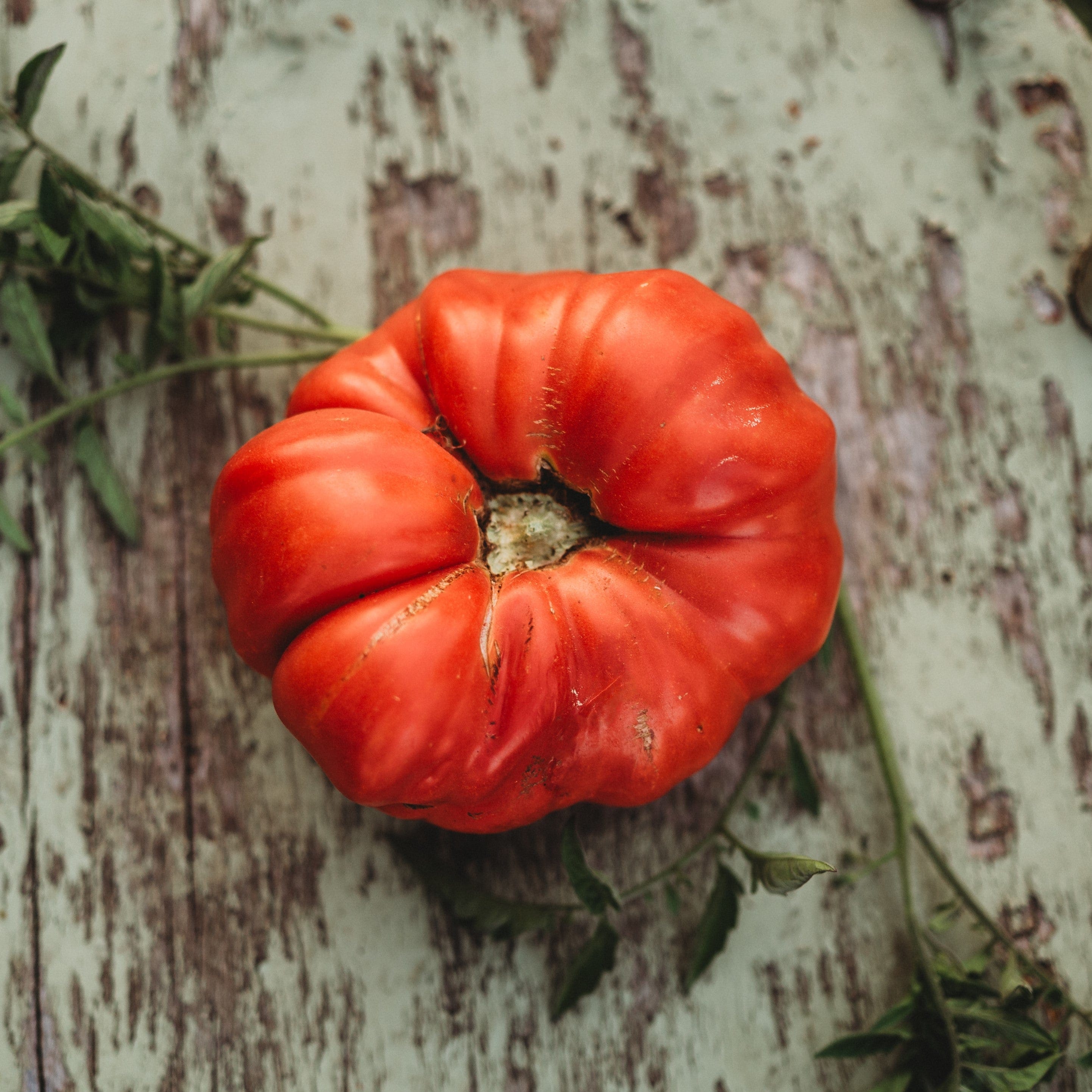 1884 Heirloom Tomato - Thresh Seed Co.