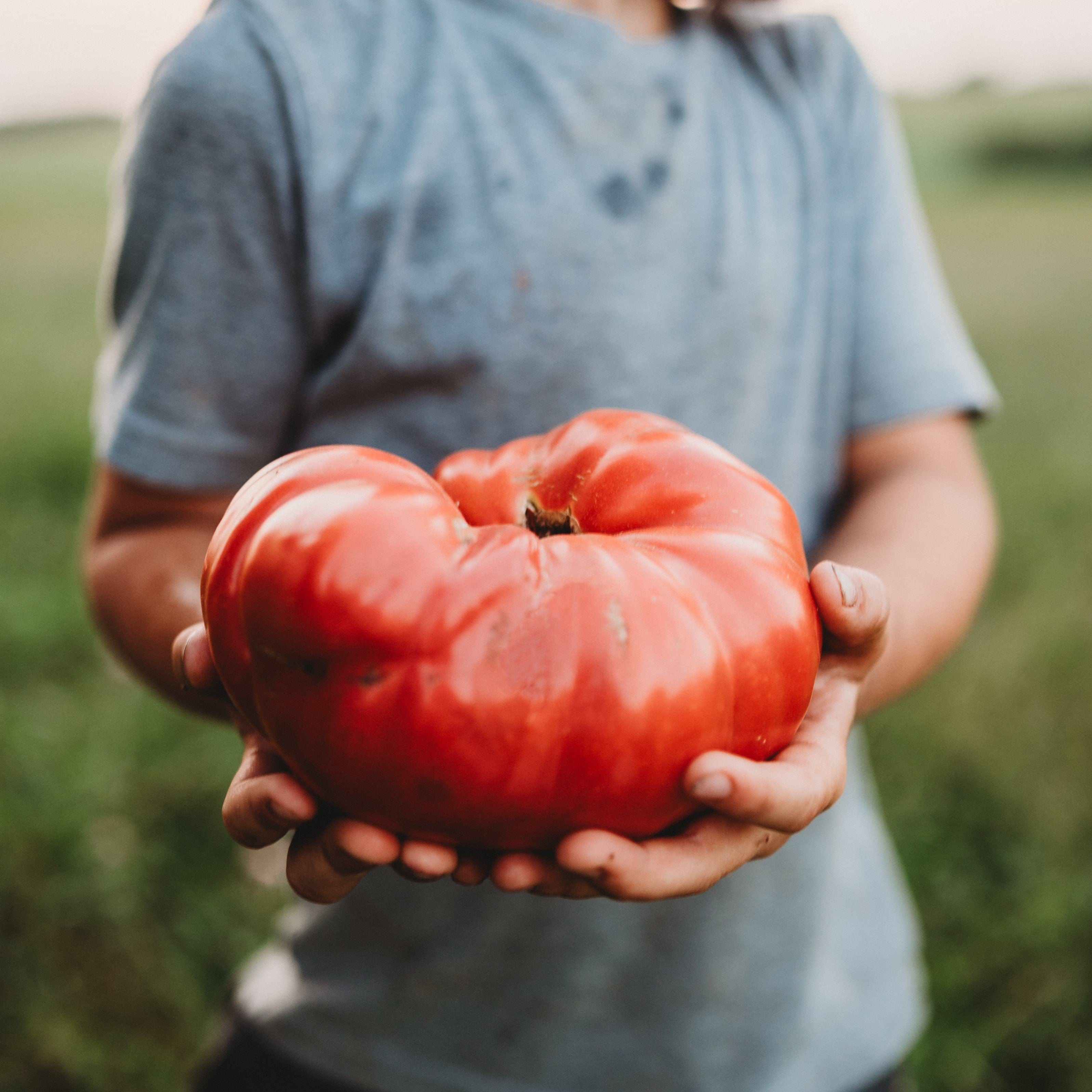 とまとです。 1884-tomato-seeds-