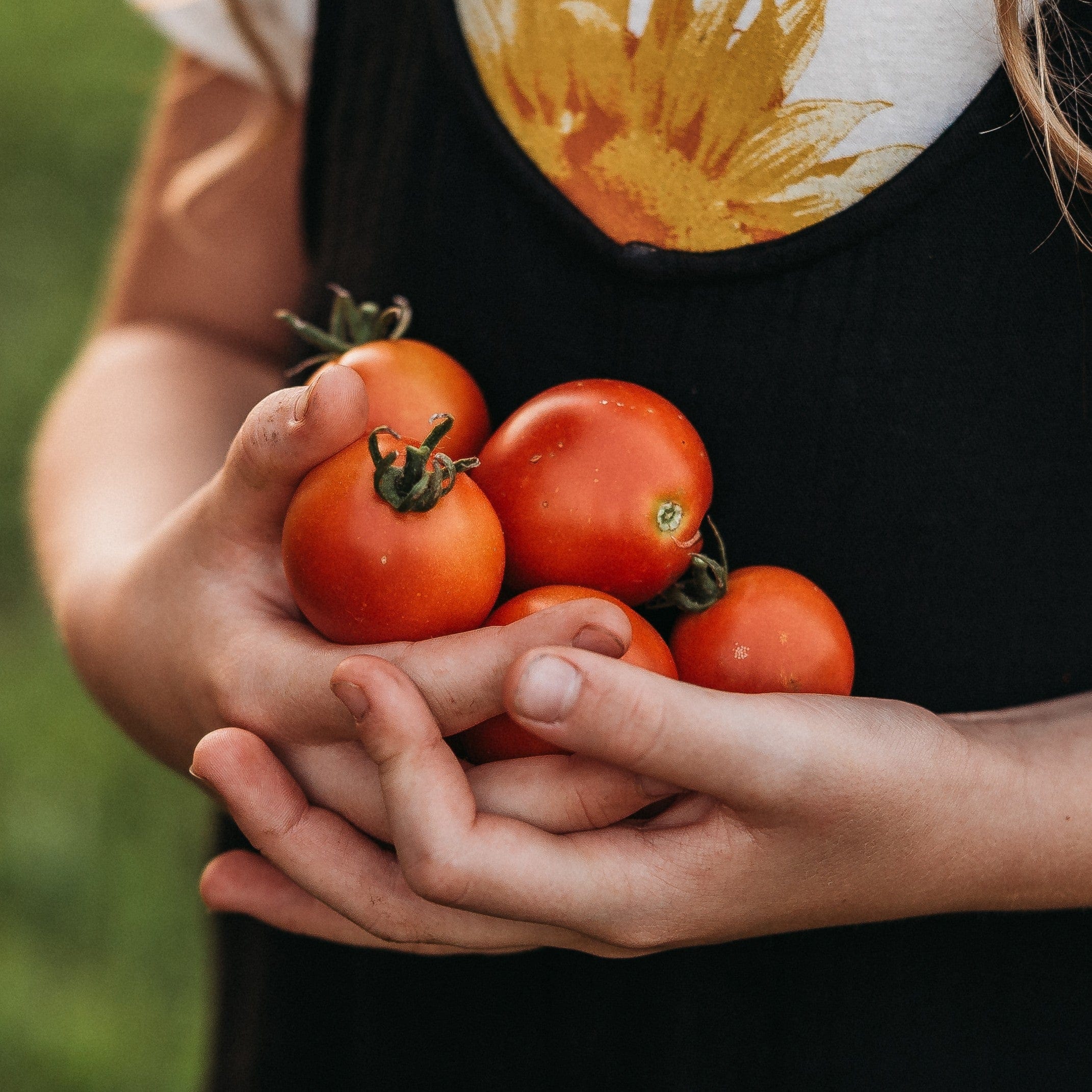 tomato._530さん5-28-8 42-Day Tomato - Thresh Seed Co.