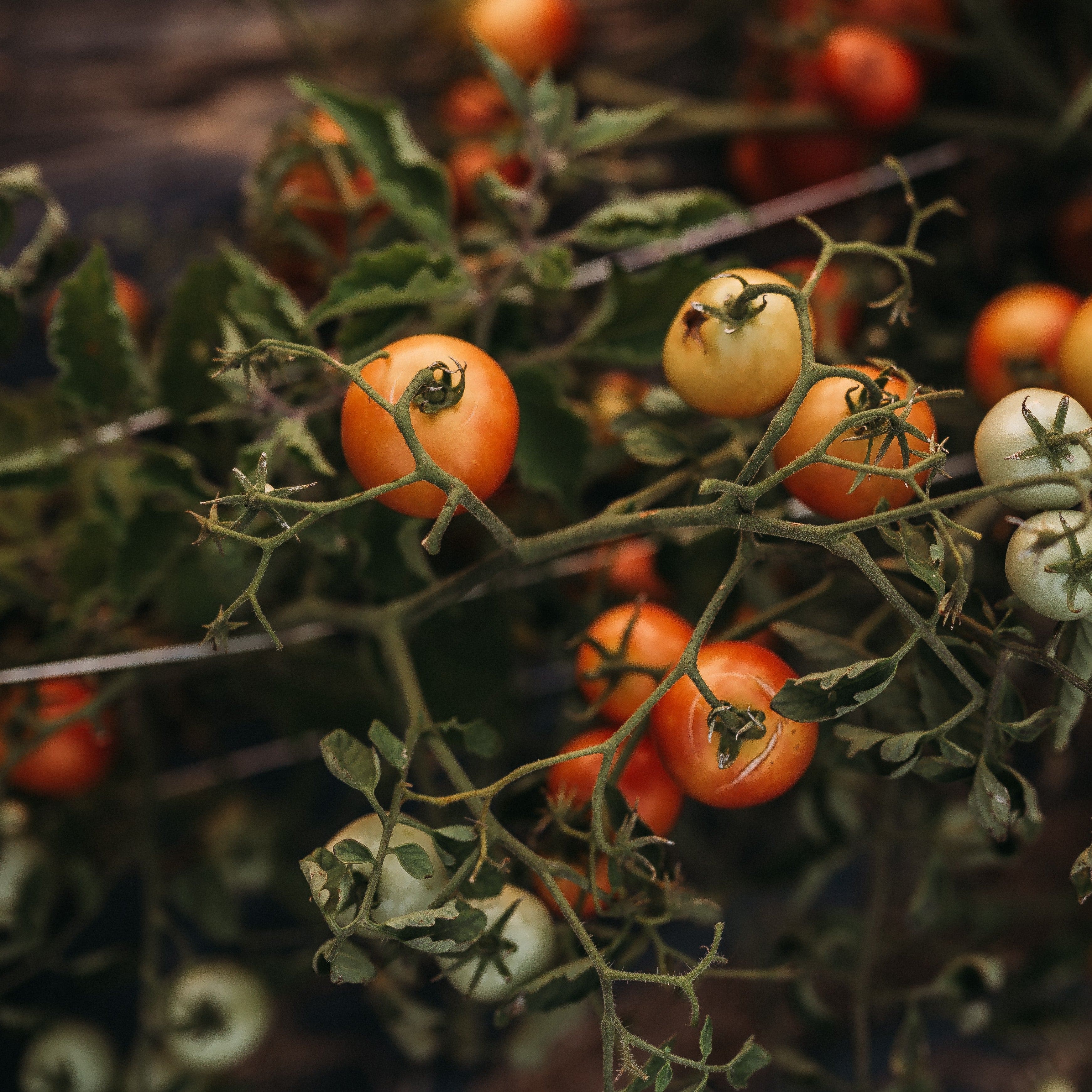 42-Day Tomato - Thresh Seed Co.