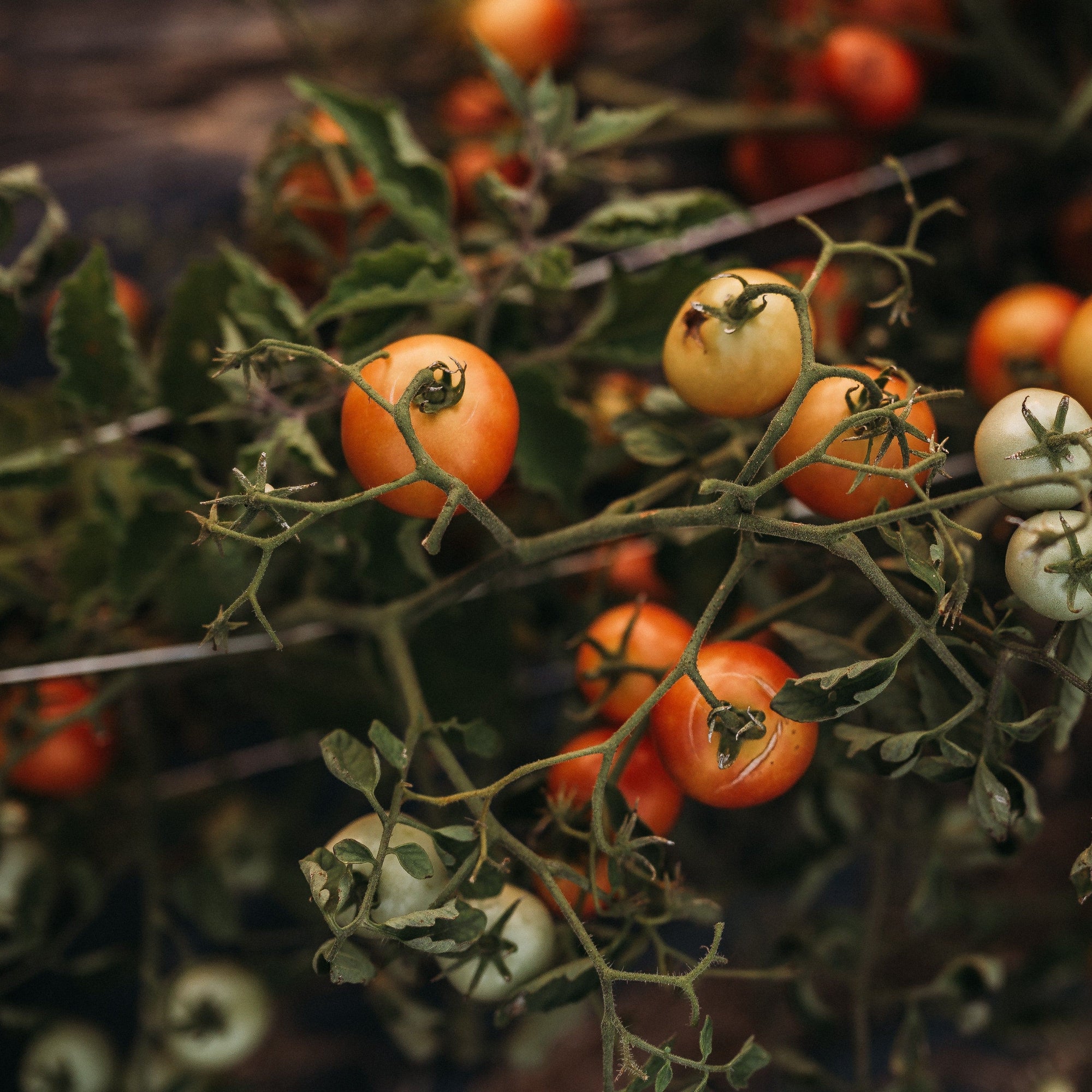tomato plant seeds 42-Day Tomato, Packet (25 Seeds)