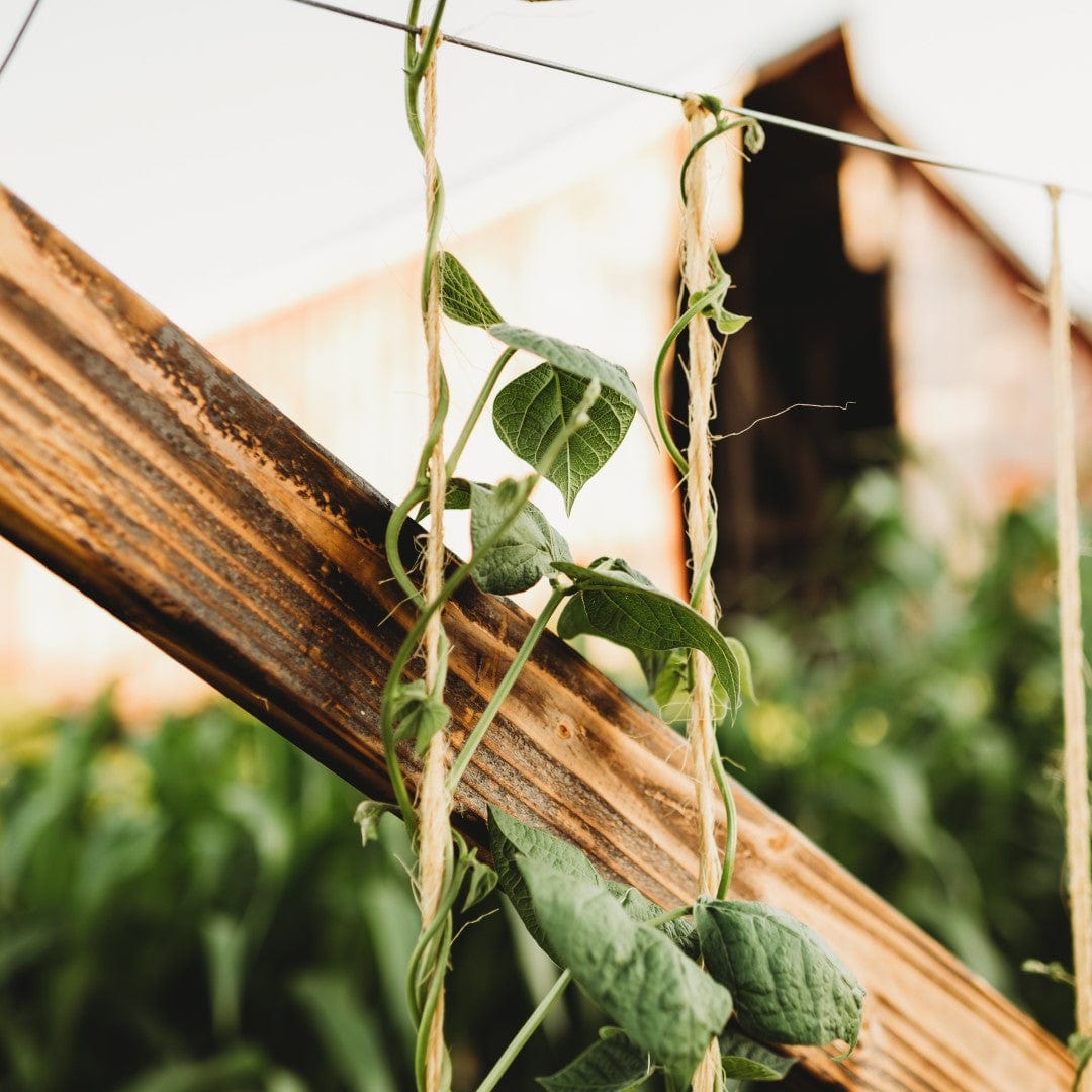 Beans growing on a trellis