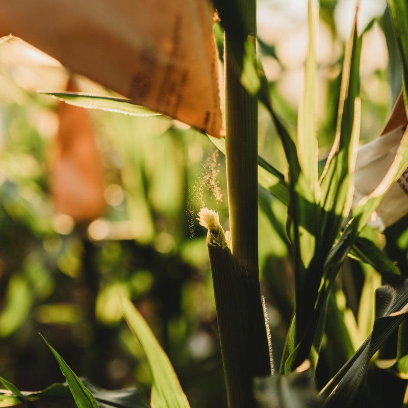 Hand pollinating corn