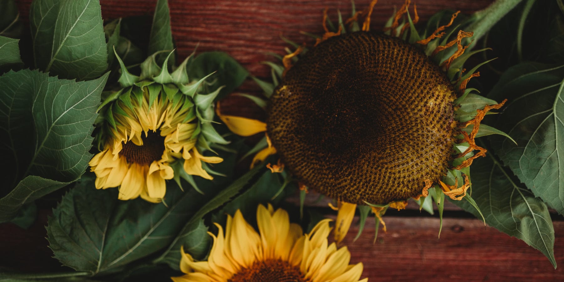 Sunflowers