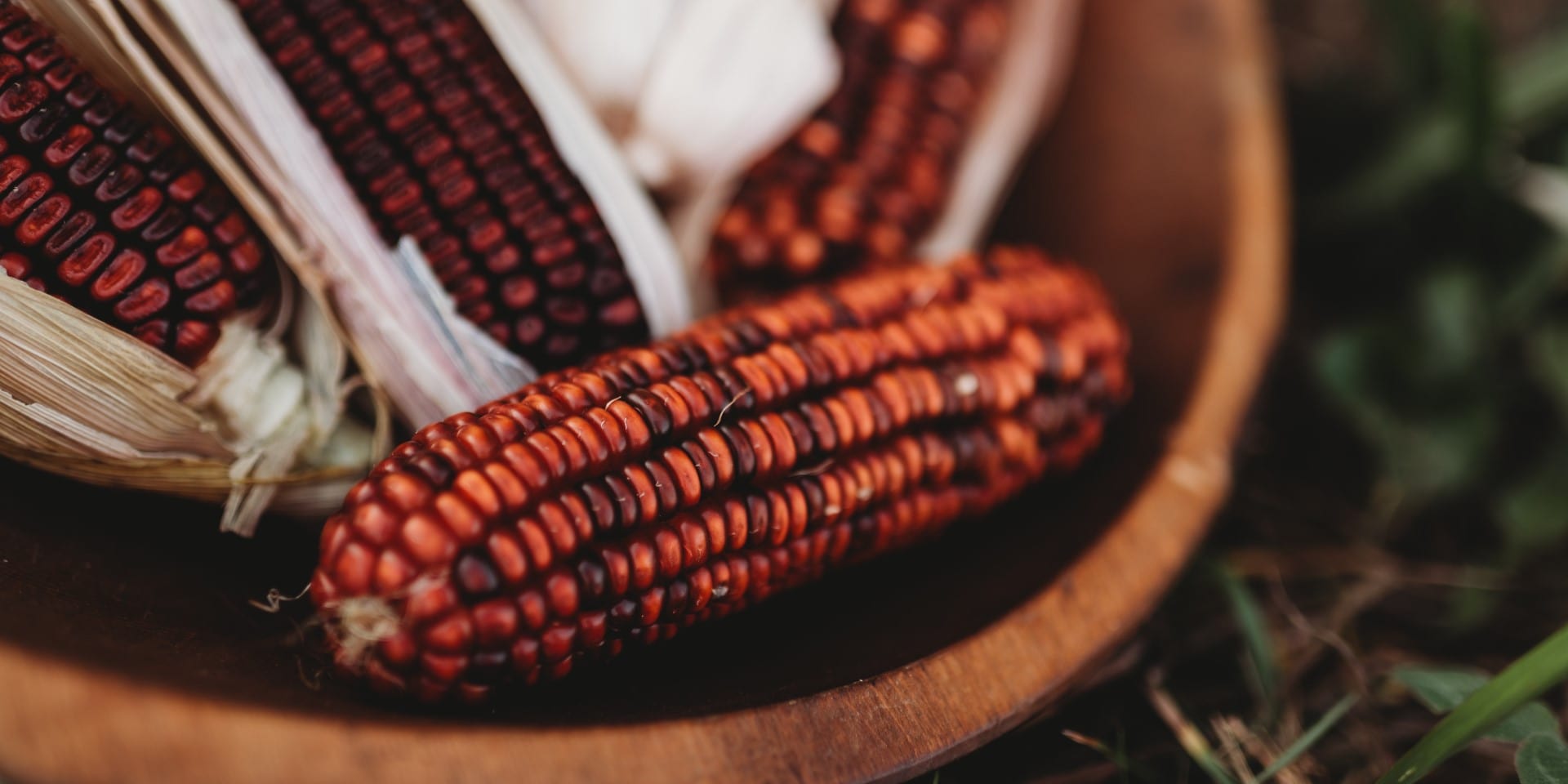 Red Corn