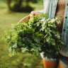 Cilantro