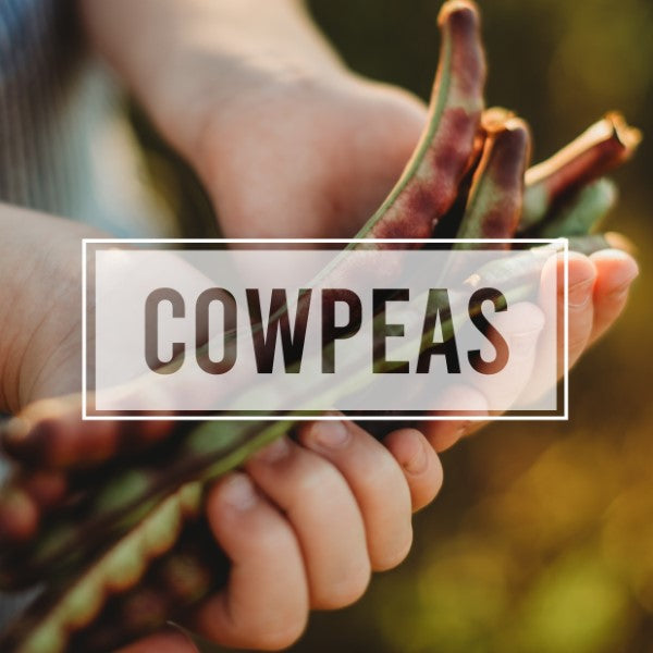 Cowpeas