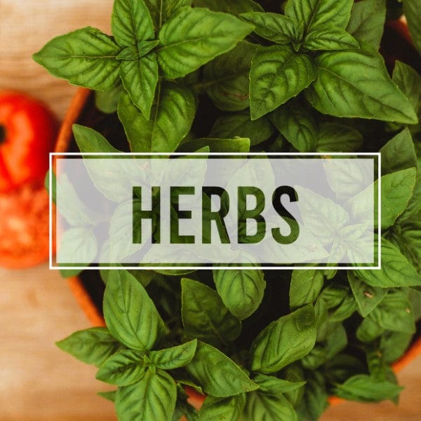 Heirloom Herb Seeds