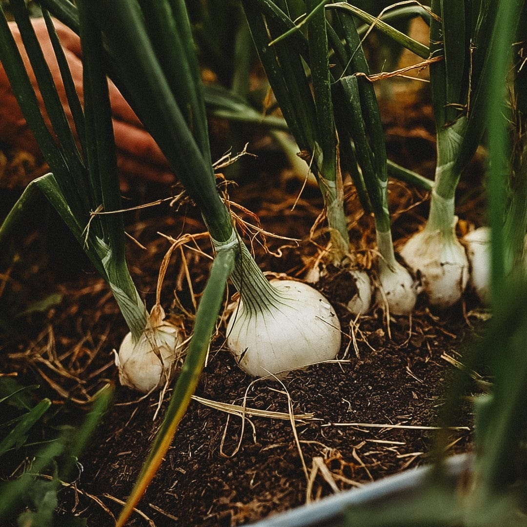 Onions growing