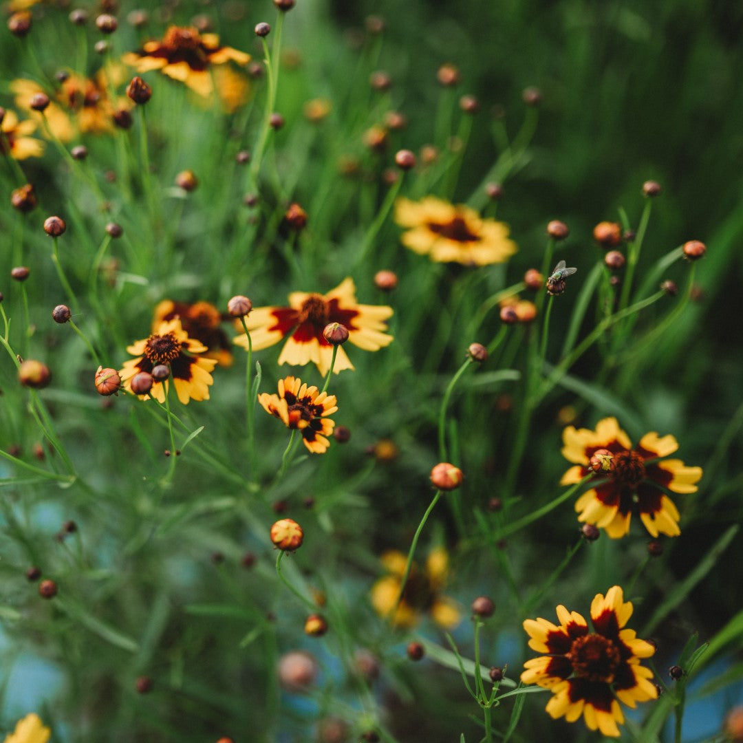 Coreopsis Flowers