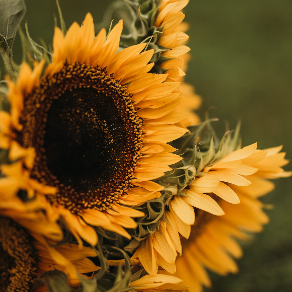 Taiyo Sunflower