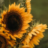 Taiyo Sunflower