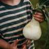 Ailsa Craig Onion