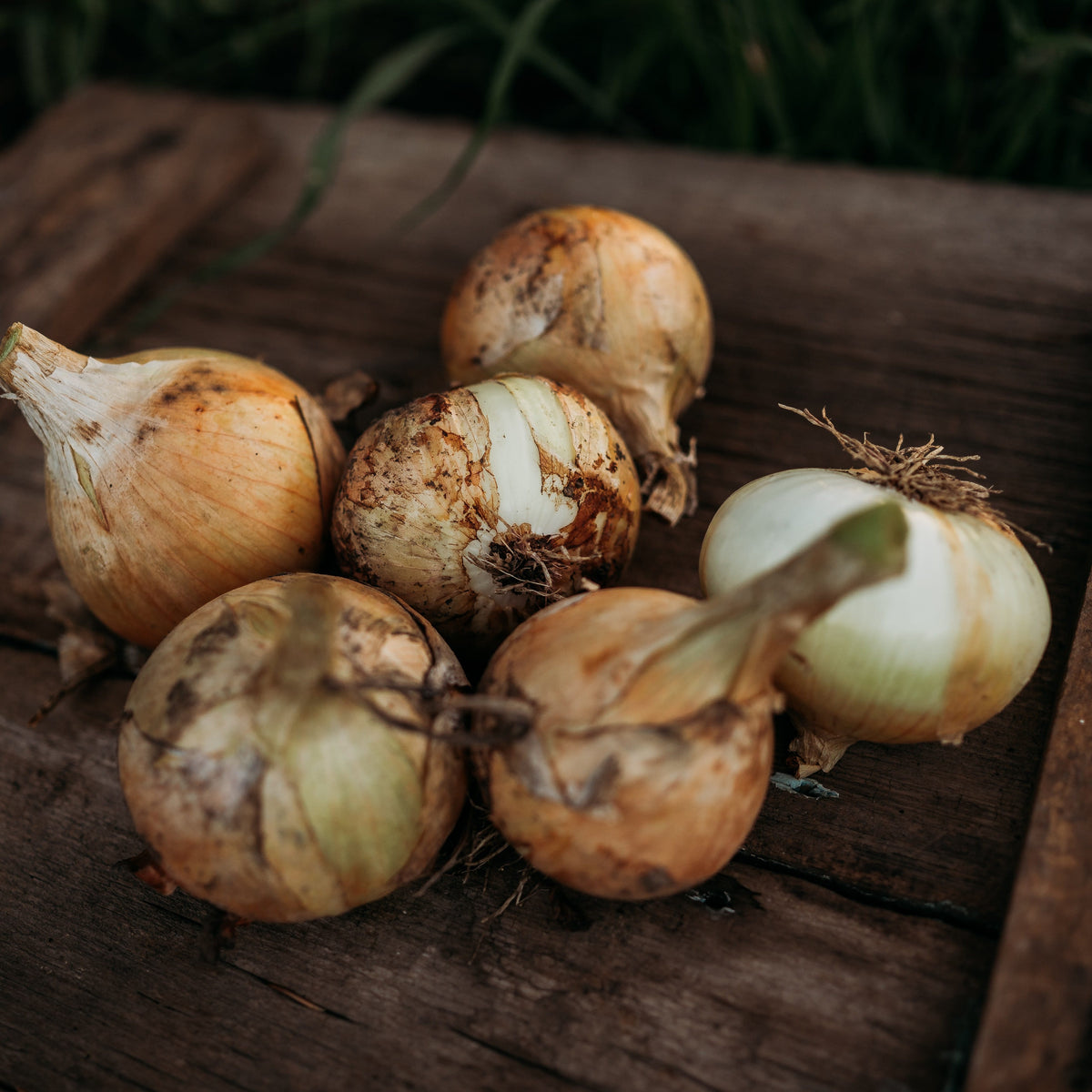 Ailsa Craig Onion