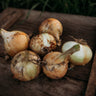 Ailsa Craig Onion