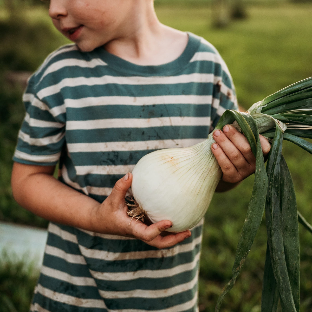 Ailsa Craig Onion