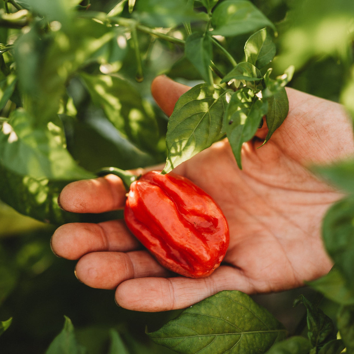 Aji Dulce Pepper