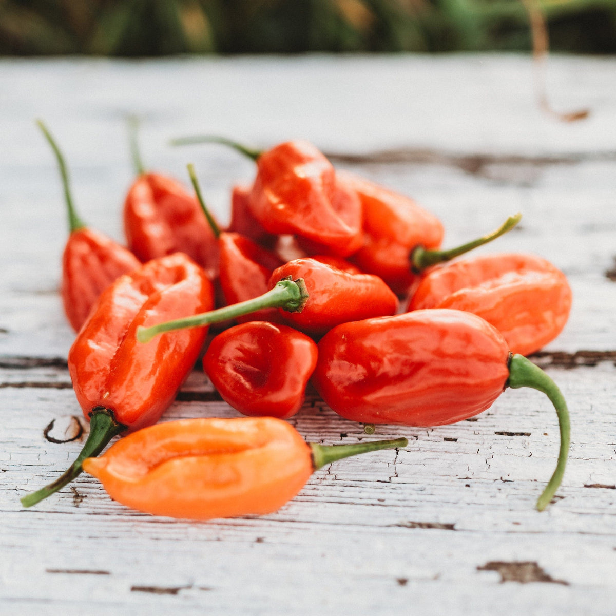 Aji Dulce Pepper
