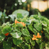 Alaska Nasturtium