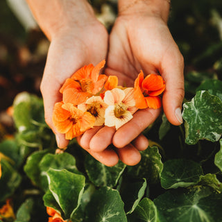 Alaska Nasturtium