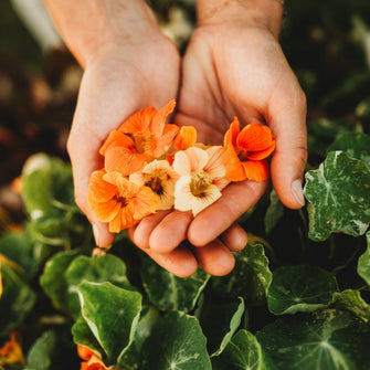 Alaska Nasturtium