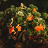 Alaska Nasturtium