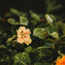Alaska Nasturtium