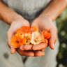 Alaska Nasturtium