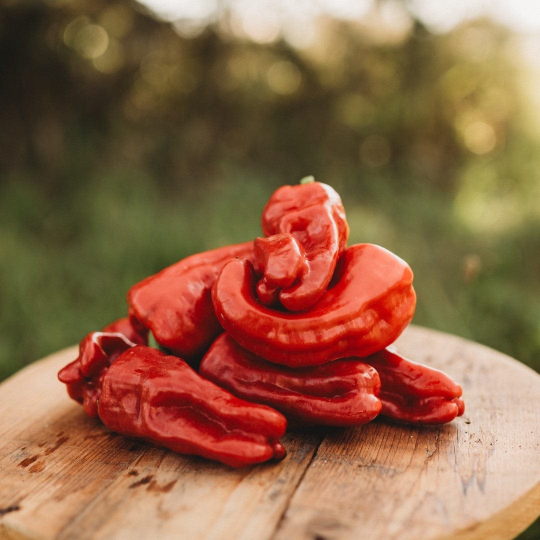 Aleppo (Halaby) Chile Pepper