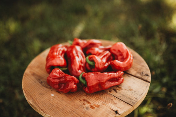 aleppo pepper seeds for planting Aleppo Pepper
