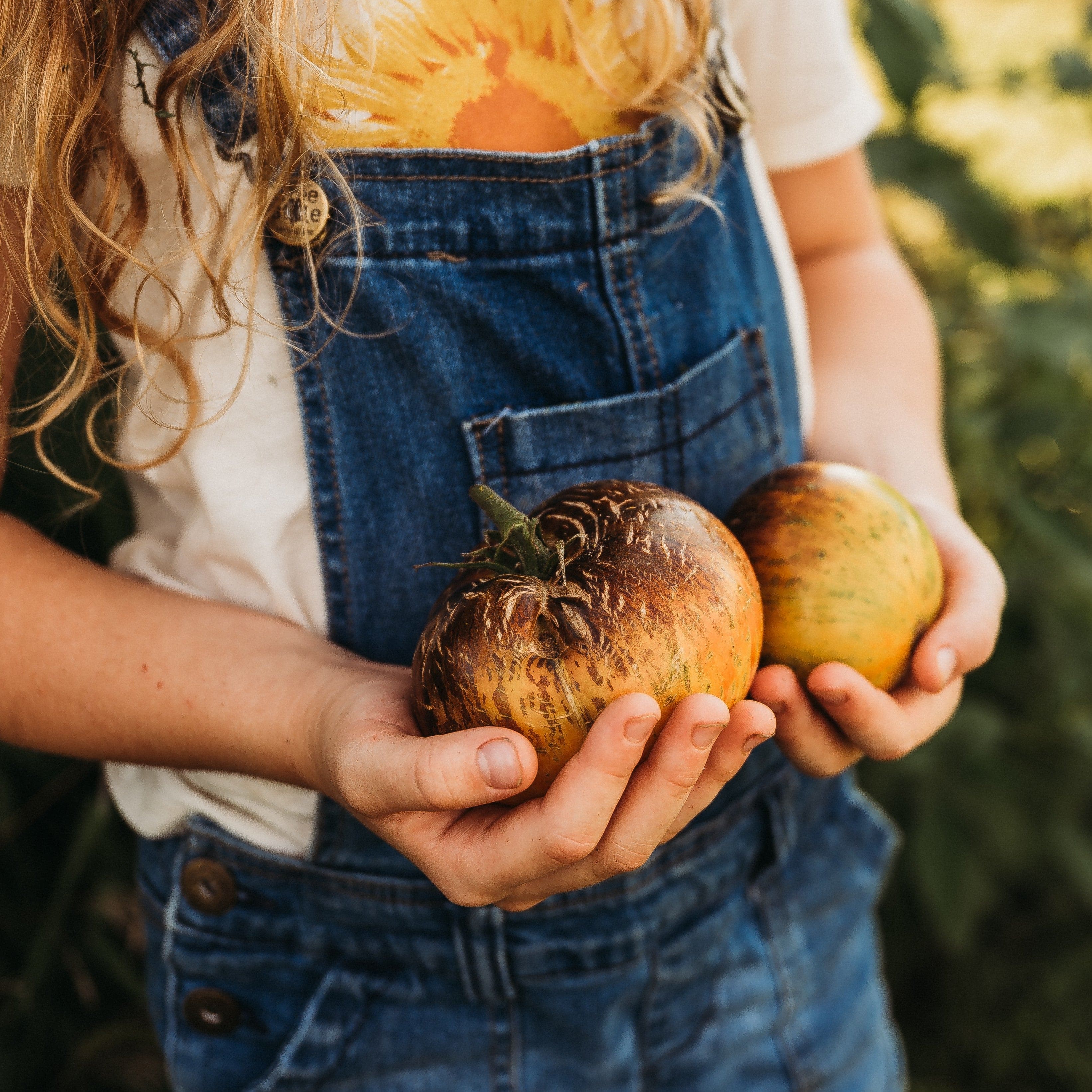 Alice's Dream Tomato - Thresh Seed Co.