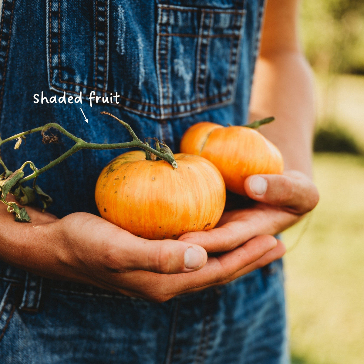Alice&#39;s Dream Tomato