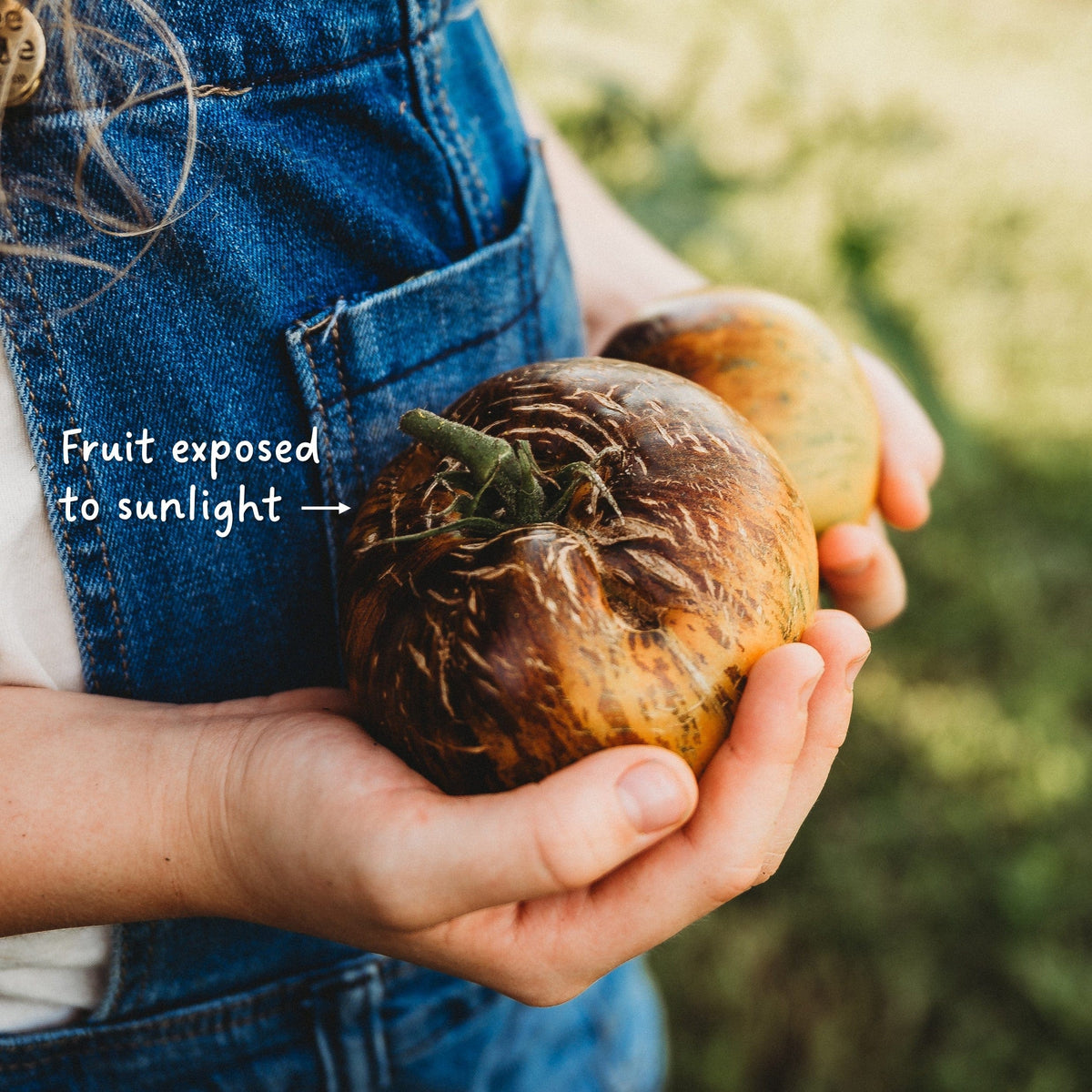 Alice&#39;s Dream Tomato