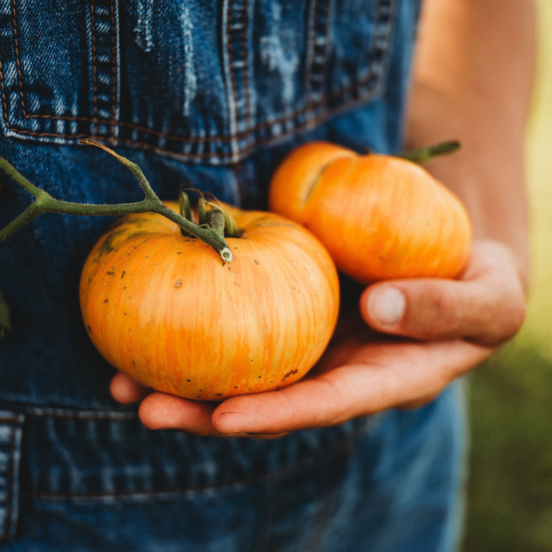 Alice's Dream Tomato