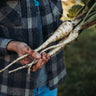 All American Parsnip