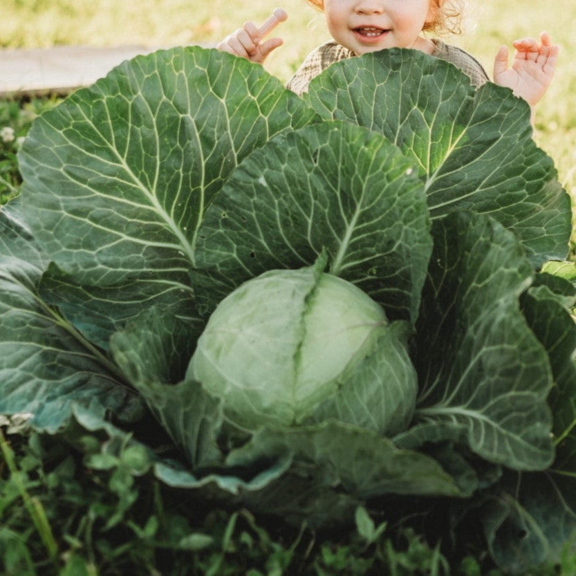 All Seasons Cabbage